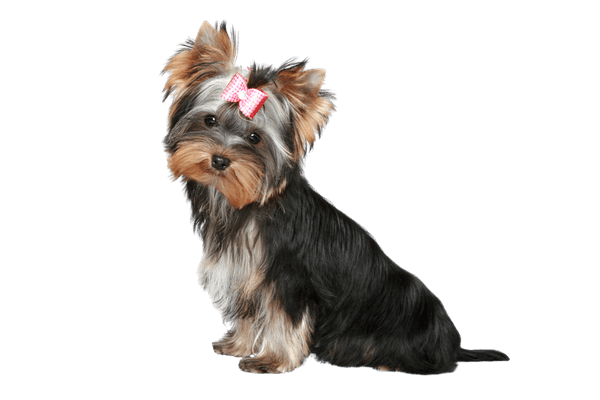 pies yorkshire terrier